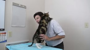 Vet Teaches Us How To Pick Up A Cat Like A Pro