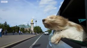 What Makes Dogs Stick Their Heads Out Of Car Windows?