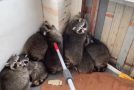 Wildlife Control Removes 11 Raccoons From A Porch!