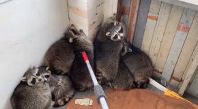 Wildlife Control Removes 11 Raccoons From A Porch!