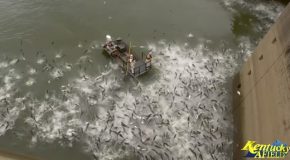 Catching Asian Carp With Electricity