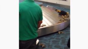 Someone Tried To Sneak Live Crabs Through Airport Customs!