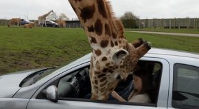 Stupid Driver Ruins Safari Day For Everyone Else