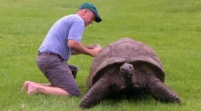 The Oldest Tortoise In The World Is A 188 Years Old!