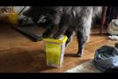 This Cat Learned How To Open A Container Of Treats Under A Minute!