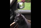 Cat Scared About Going To The Vet Says “We’re Going?”!