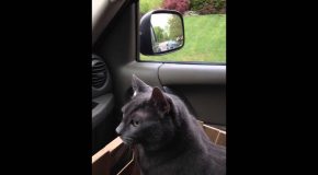 Cat Scared About Going To The Vet Says “We’re Going?”!