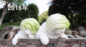 These Cats Have Lettuce Caps!