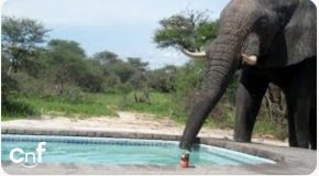 Outdoor Pool In The African Savannah Attracts A Huge Elephant!