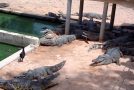 Crocodile In A Zoo Eats A Chicken!