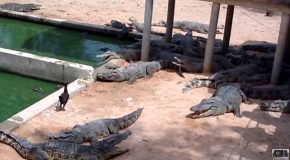 Crocodile In A Zoo Eats A Chicken!