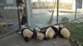 Cute Pandas Play As Zookeeper Cleans Leaves!