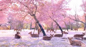 Feeling Anxious Lately? Watch This Beautiful Clip Of The Nara Deer Park!