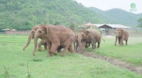 Herd Of Elephants Run To Greet A New Rescued Elephant Baby!
