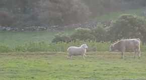 Sheep Spotted Teaching A Young Bull How To Headbutt!