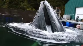 Smart Humpback Whale Rises For A Snack!