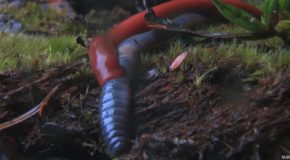 This Strange Leech Swallows Entire Worms!