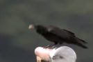 Wild Crows Use Cars To Crack Open Hard Nuts!