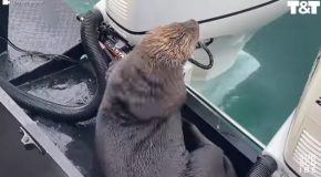 Otter Barely Escapes Killer Whale By Jumping On A Boat!