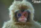 Using A Spy Robot Monkey To Look At Japanese Macaques Bathing!