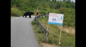 Black Bear Swipes A Hiker In British Columbia!