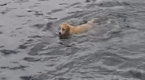 Dog Plays With Dolphin Near Tory Island!