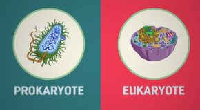 Here Is How Two Microbes Gave Birth To Life On Earth!