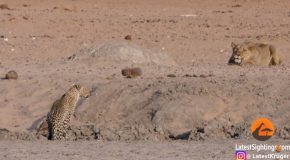 Leopard Comes Face To Face With Stalking Lioness!
