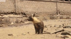 Looking Into The Lives Of The Elusive Brown Hyena!