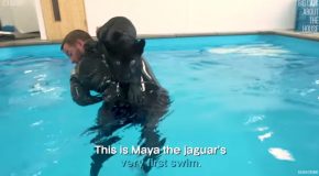 This Baby Jaguar Takes Its First Plunge!
