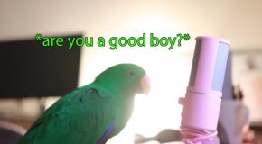 Very Talkative Parrot Talks Into A Microphone!