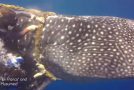 Whale Shark With A Rope Stuck On It Gets Rescued By Divers!