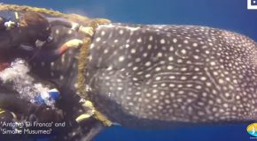 Whale Shark With A Rope Stuck On It Gets Rescued By Divers!