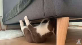 Kitten Walks Upside Down Under A Bed!