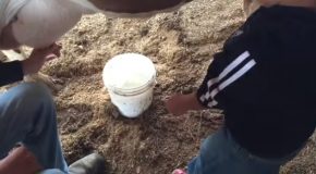 Child’s First Attempt At Milking A Cow Goes Hilarious!