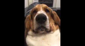 Cute And Angry Bassett Hound Wants Some Cuddles!