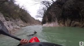 Kayaker Finds A Deer Drowning, Saves It