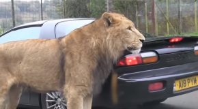 Lion Bites A Chunk Out Of A Sports Car!