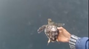 Saving Sea Turtles Covered With Barnacles
