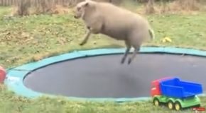 Sheep Finds Out How To Use A Trampoline And Has A Lot Of Fun!