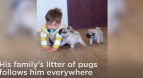 Very Cute Litter Of Pug Puppies Follows Baby Around The House!