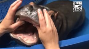 Adorable Baby Hippo Fiona Gets A Dental Check-Up!