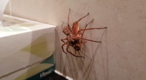 Cockroach Gets Executed By A Huntsman Spider!