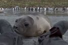 Extremely Cute And Curious Baby Seal Comes To The Photographer!