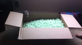 Ferrets Have Some Fun In A Box Of Packing Peanuts!
