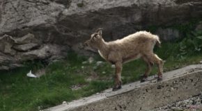 The Incredible Ibex Climbing Near-Vertical Dam Walls To Lick Salts!