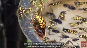 Trapping Hordes Of Yellow Jacket Wasps And Giant Hornets