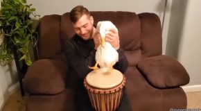 Check Out This Duck Playing Drums!