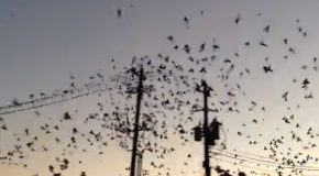 Huge Group Of Birds On A Power Line Causes A Fuse To Break!