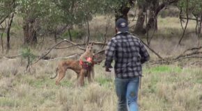 Man Punches Kangaroo To Save His Dog!